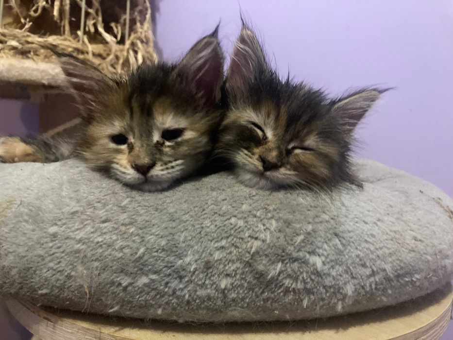 MAINE COON OKAZJA! Wyjątkowa kotka rodowód FPL,zdrowa,towarzyska