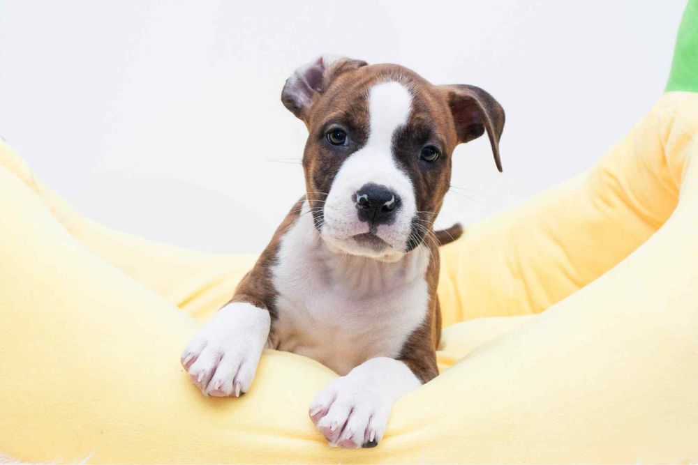 AMSTAFF FCI/ZKWP szczenieta American Staffordshire Terrier