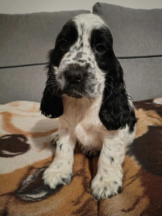 Sunia czarno biała cocker spaniel angielski