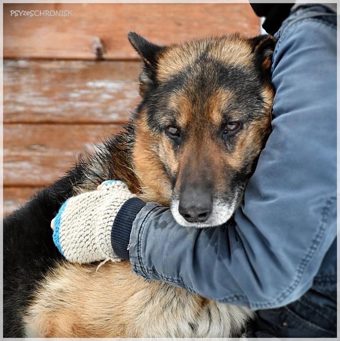 HOMER w typie owczarka, bardzo łagodny