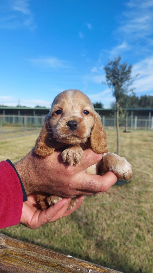 Cachorro cocker spaniel
