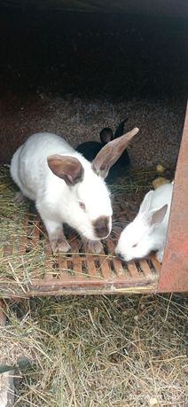 Продам кроликов разных