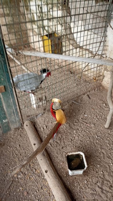 Faizoes várias qualidade