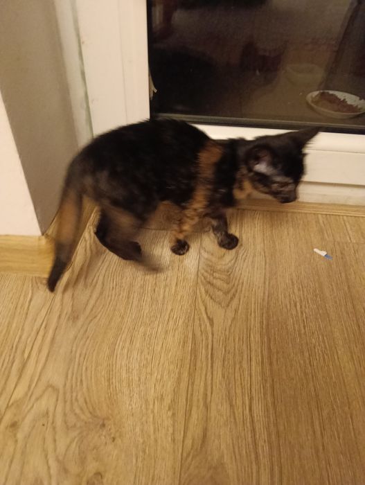 Piękna szylkretka, 2 mies, samodzielna