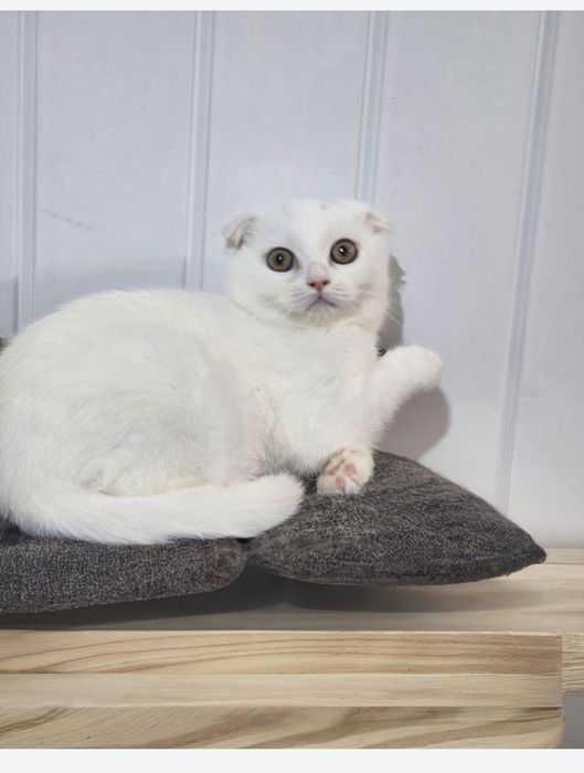 Kocurek szkocki fold 5mcy paszport