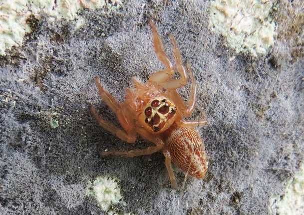 Skakun Artabrus erythrocephalus RARYTAS!! Samiczki