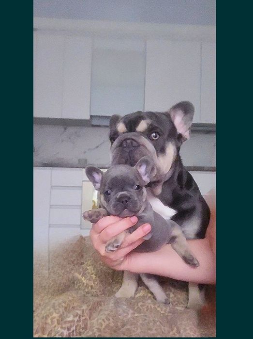 Голубая Мини тан франя!'