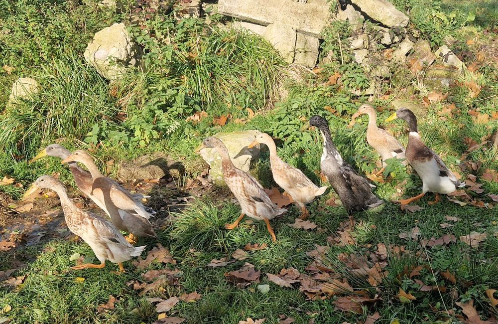 Kaczki biegusy indyjskie