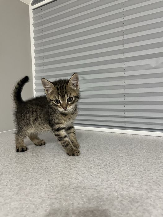 Віддам в добрі руки котиків