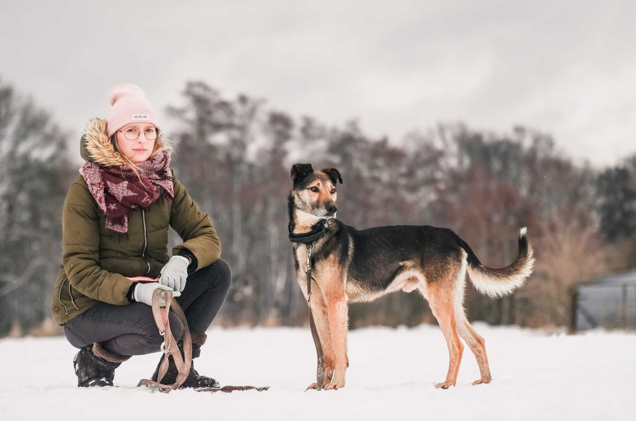 Miszel szuka domu! adopcja psa