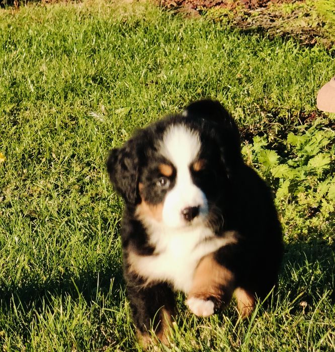 Sprzedam pieska Berneński Pies Pasterski