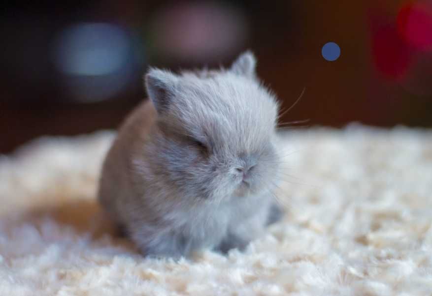 Шоу клас!! Нідерландський карлик, кролик декоративний, паспорт