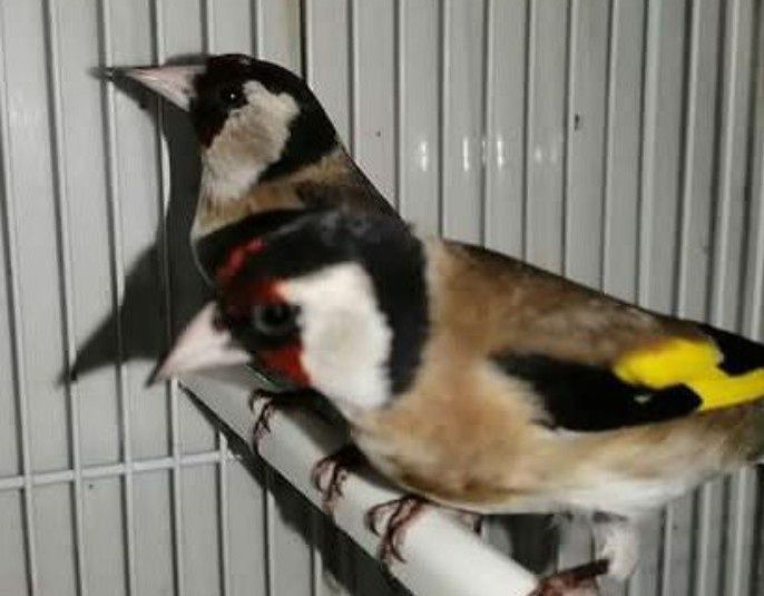 Bons canários muito lindos