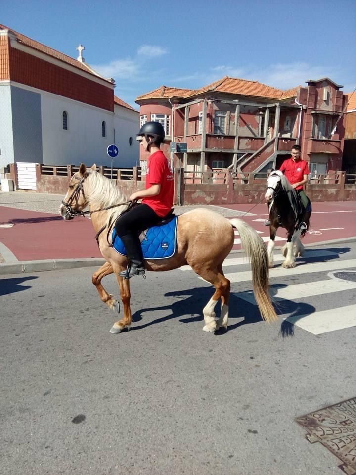 Cavalo Palomino castrado