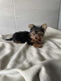 Yorkshire Terrier femea mini