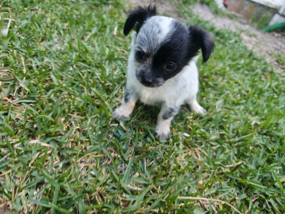 Chihuahua mini fêmea pelo longo disponível para entrega imediata