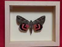 Motyl w ramce 12 x 10 cm . Catocala electa 70 mm .