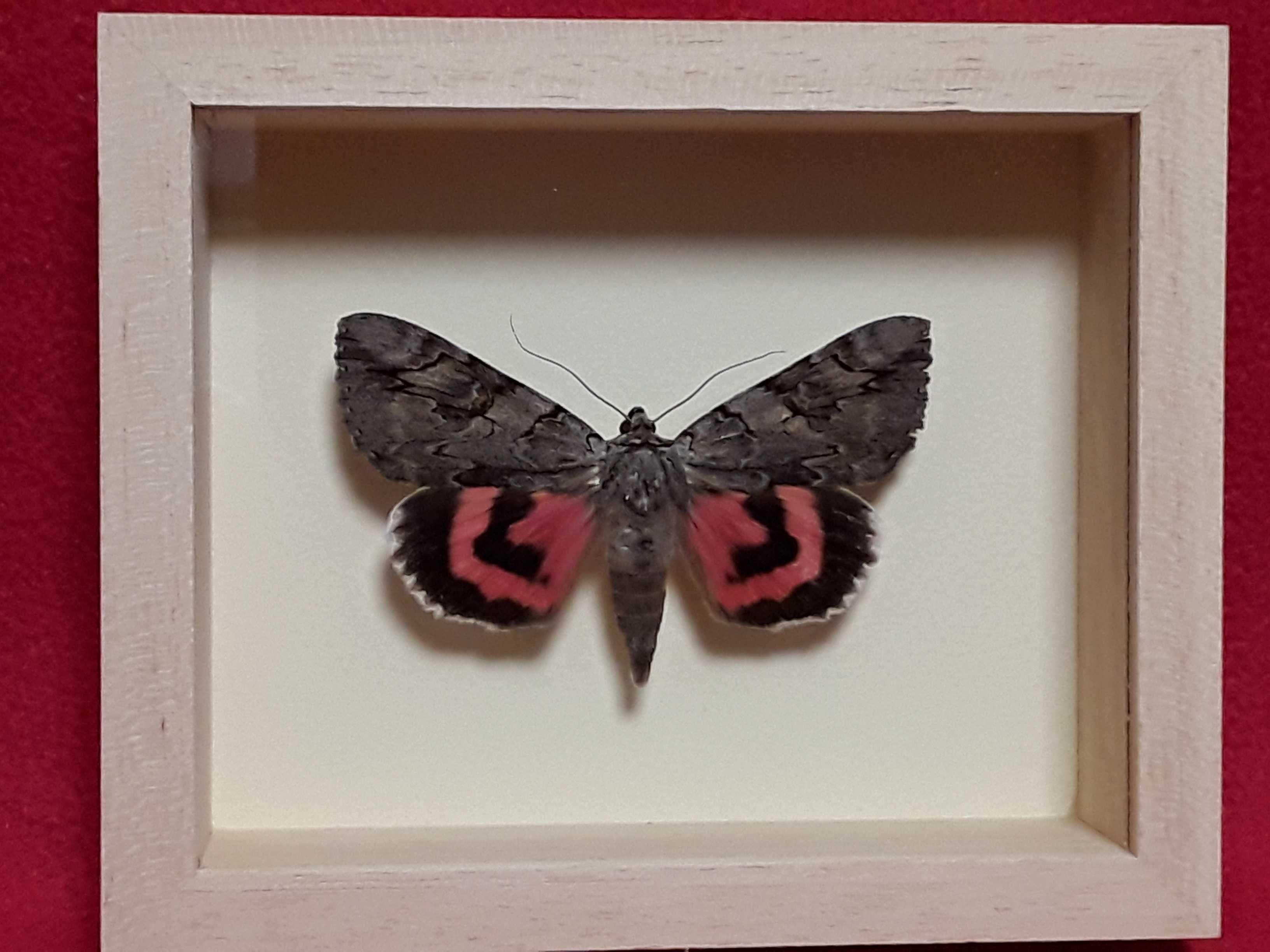 Motyl w ramce 12 x 10 cm . Catocala electa 70 mm .
