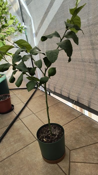 Sprzedam drzewko cytrusowe