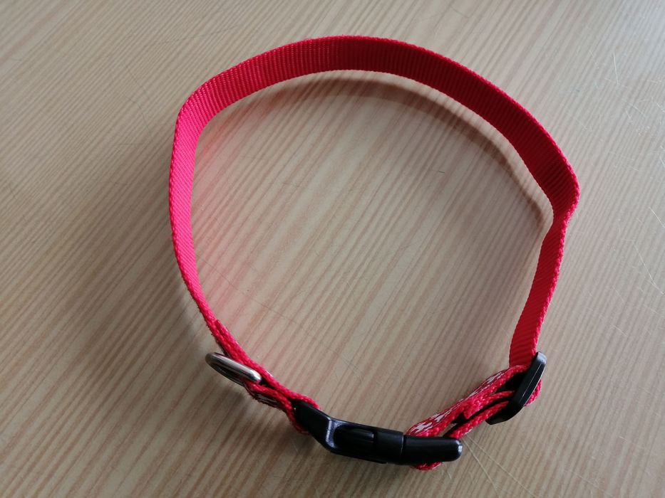 trela e coleira para cão de pequeno a médio porte