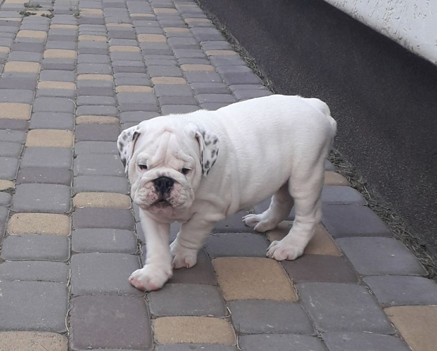 Английский Бульдог