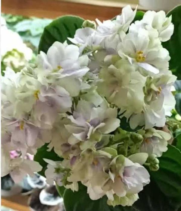 Sprzedam sadzonki fiołka afrykańskiego