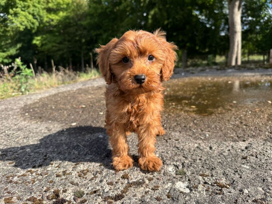 cavapoo szczeniak