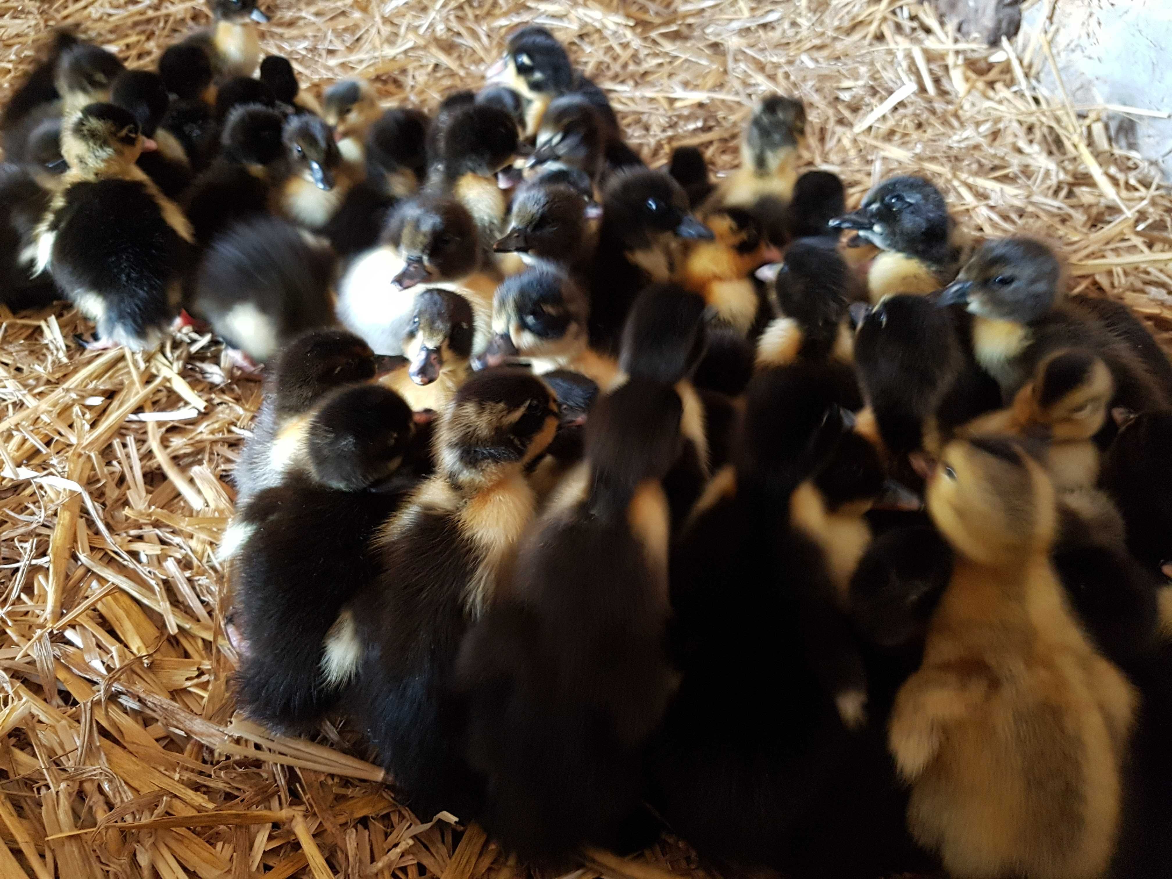 Kaczki pisklęta różne pekin, mulard, kho do dalszego odchowu
