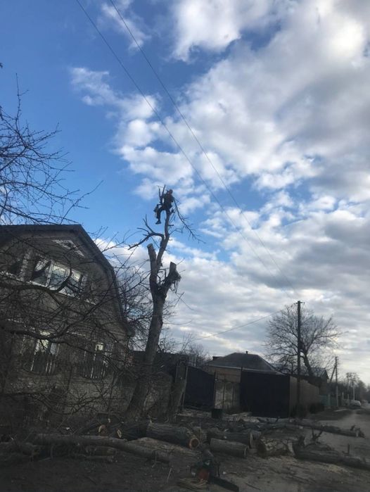 Спил деревьев , самовывоз бесплатно, дробление  веток, вывоз дров