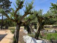 Oliveiras para jardim