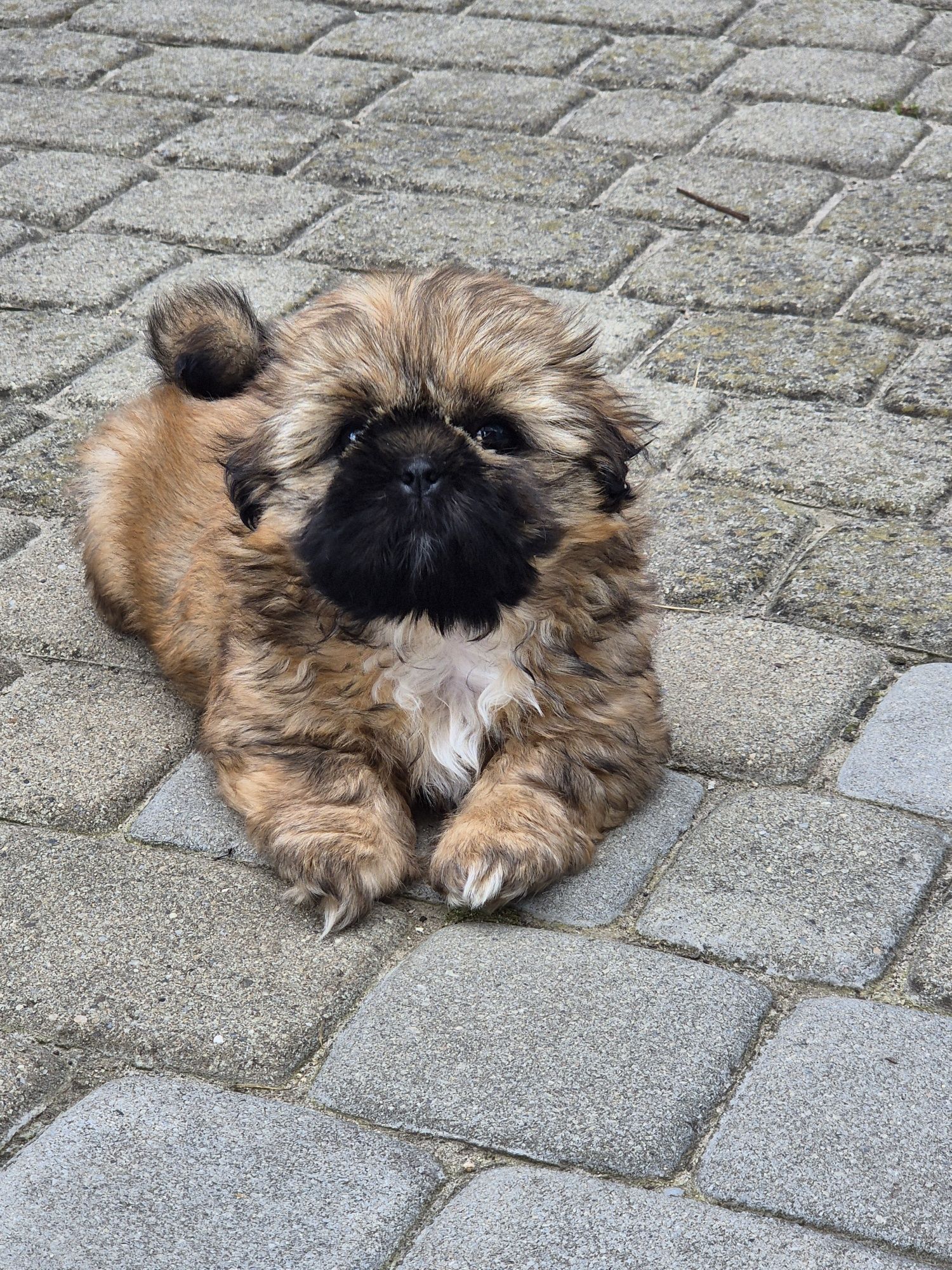 Sunia shih tzu brązowa