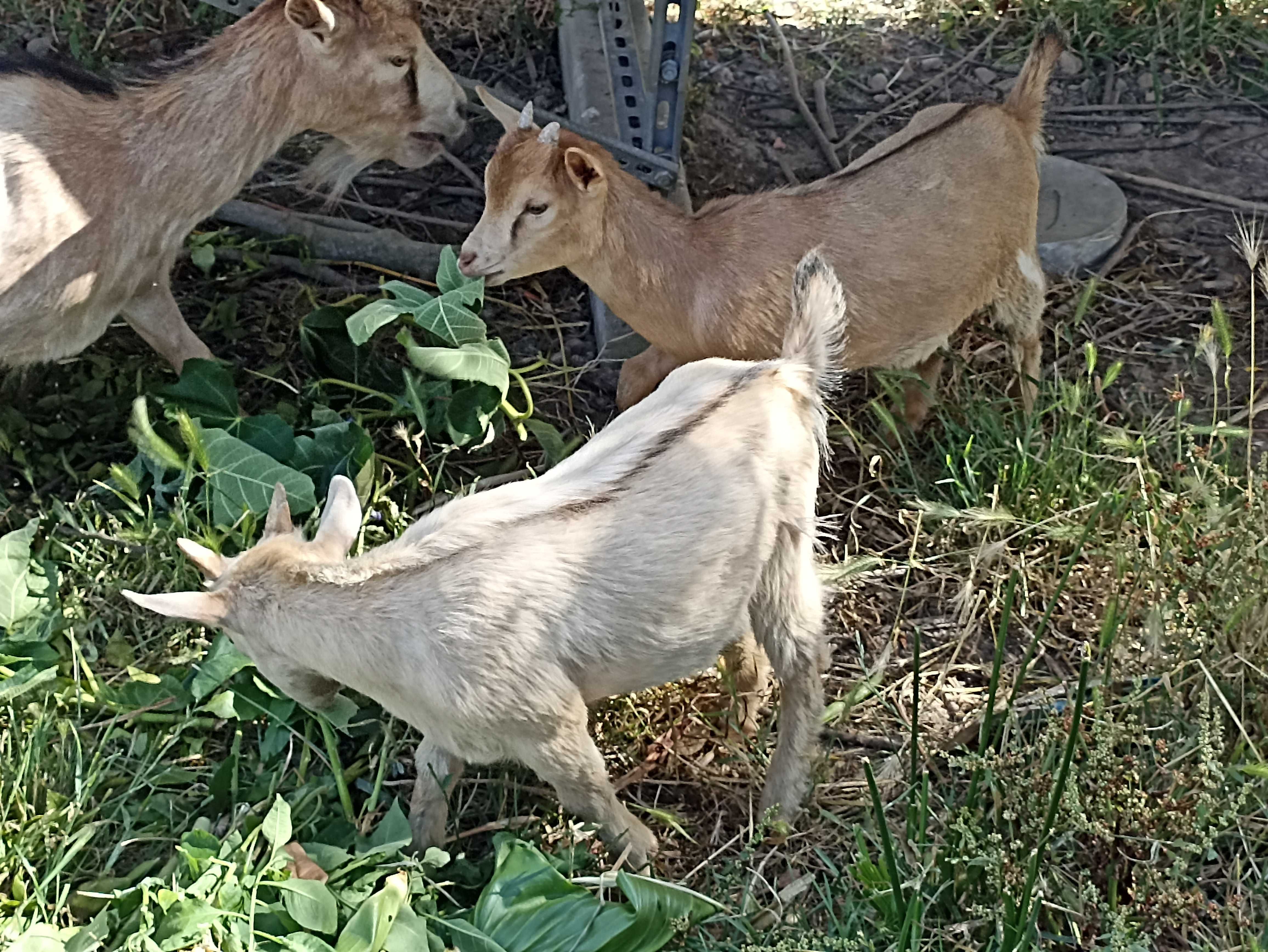 Cabritro anão e cabra anã