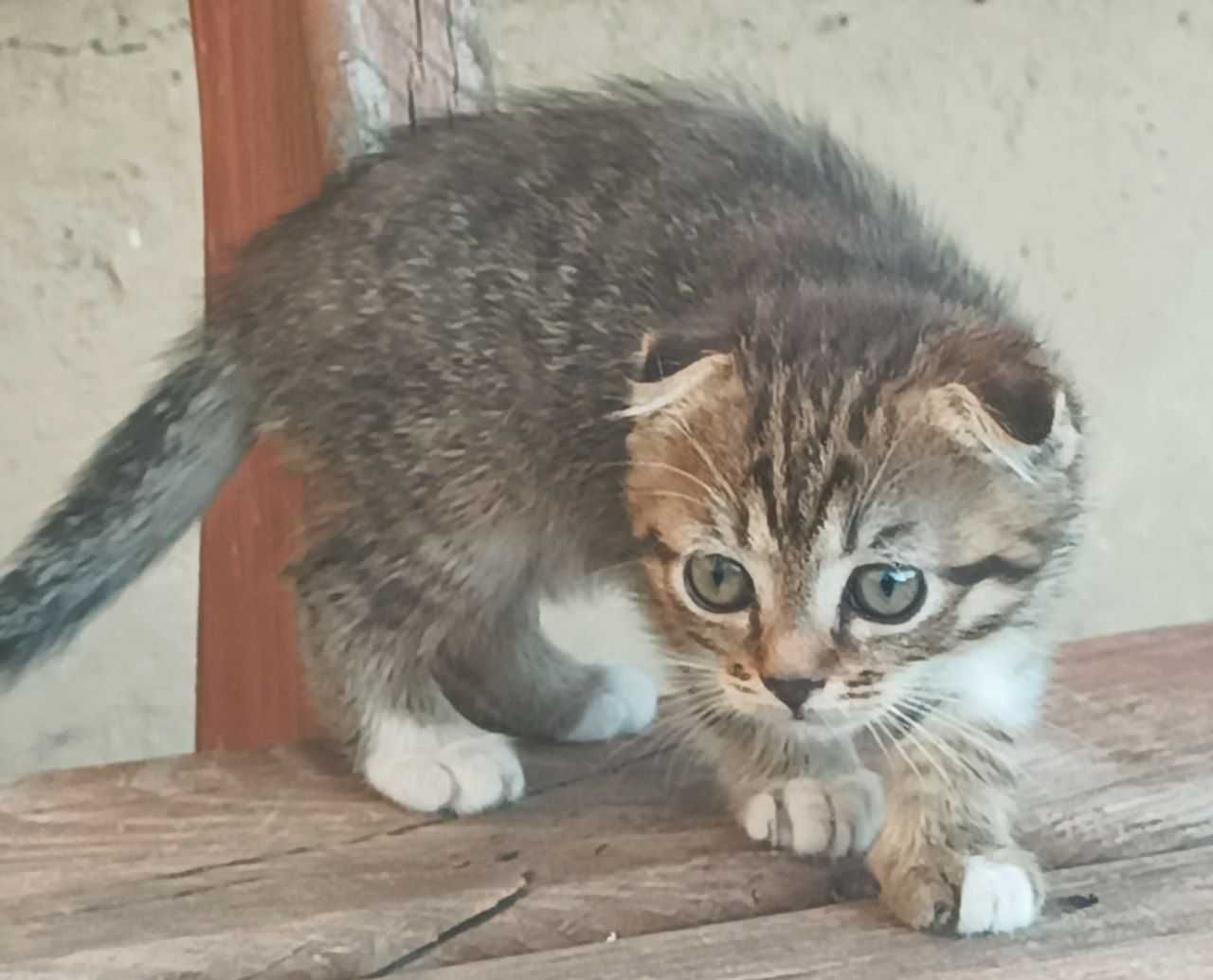 Кошенята (дівчата)