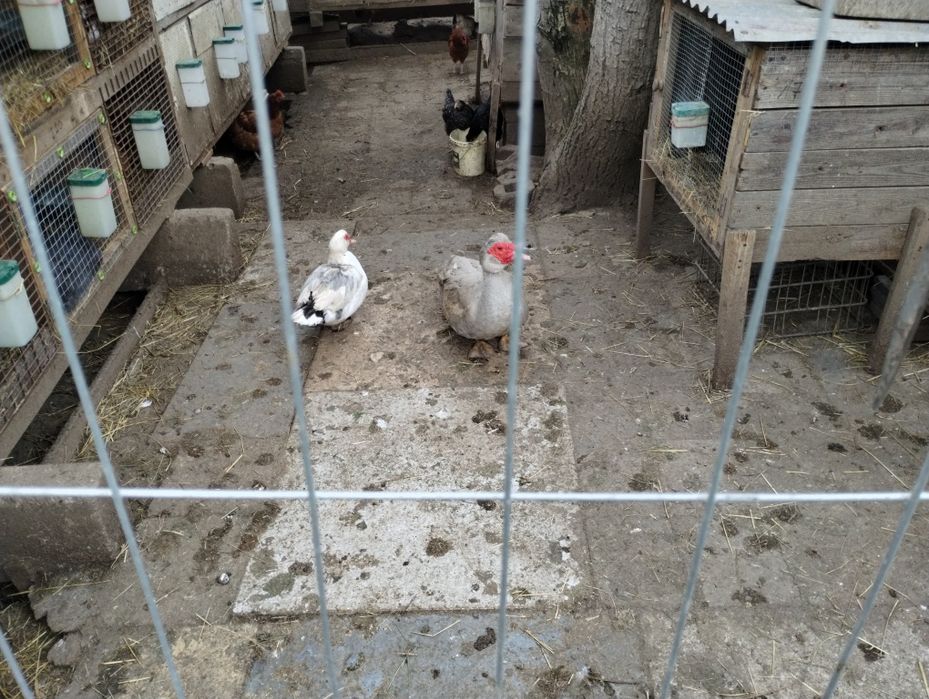 Sprzedam kaczki Francuskie