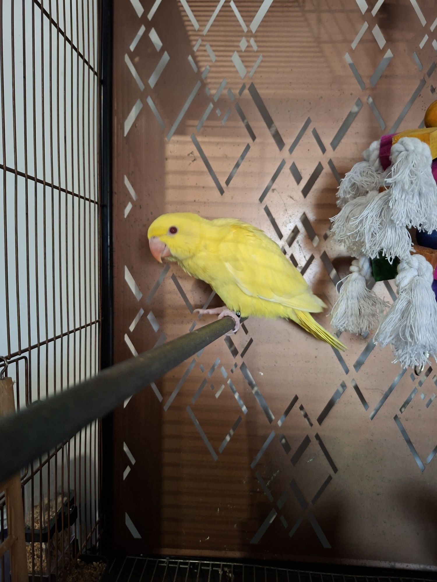 Ring neck domesticado