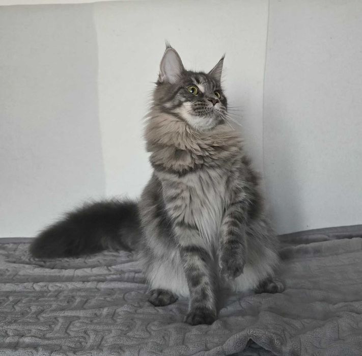 Koteczka Maine Coon Liri