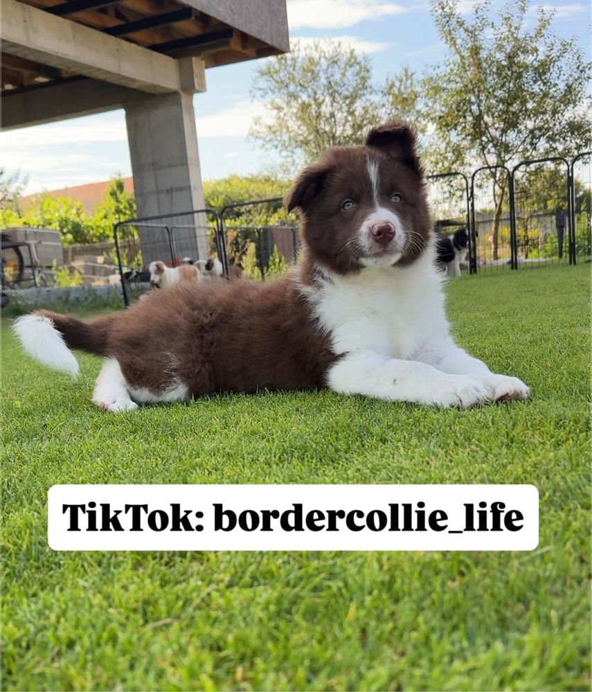 Szczeniak Border Collie