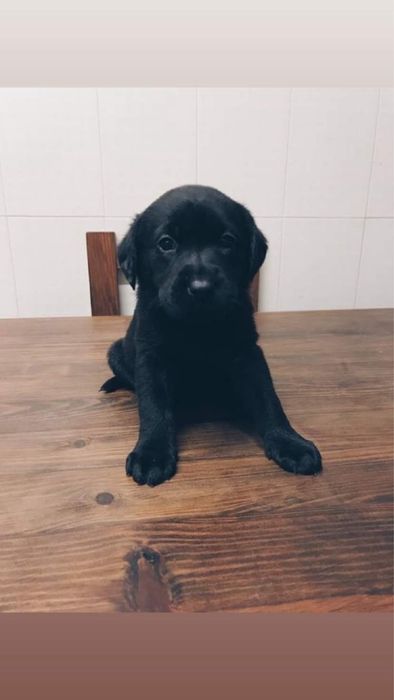 Labrador preto 2 meses
