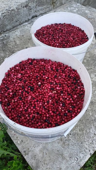 Брусниця перетерта з цукром (не варена)