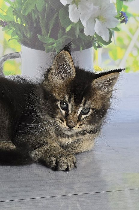 Бегемот и Арабеска