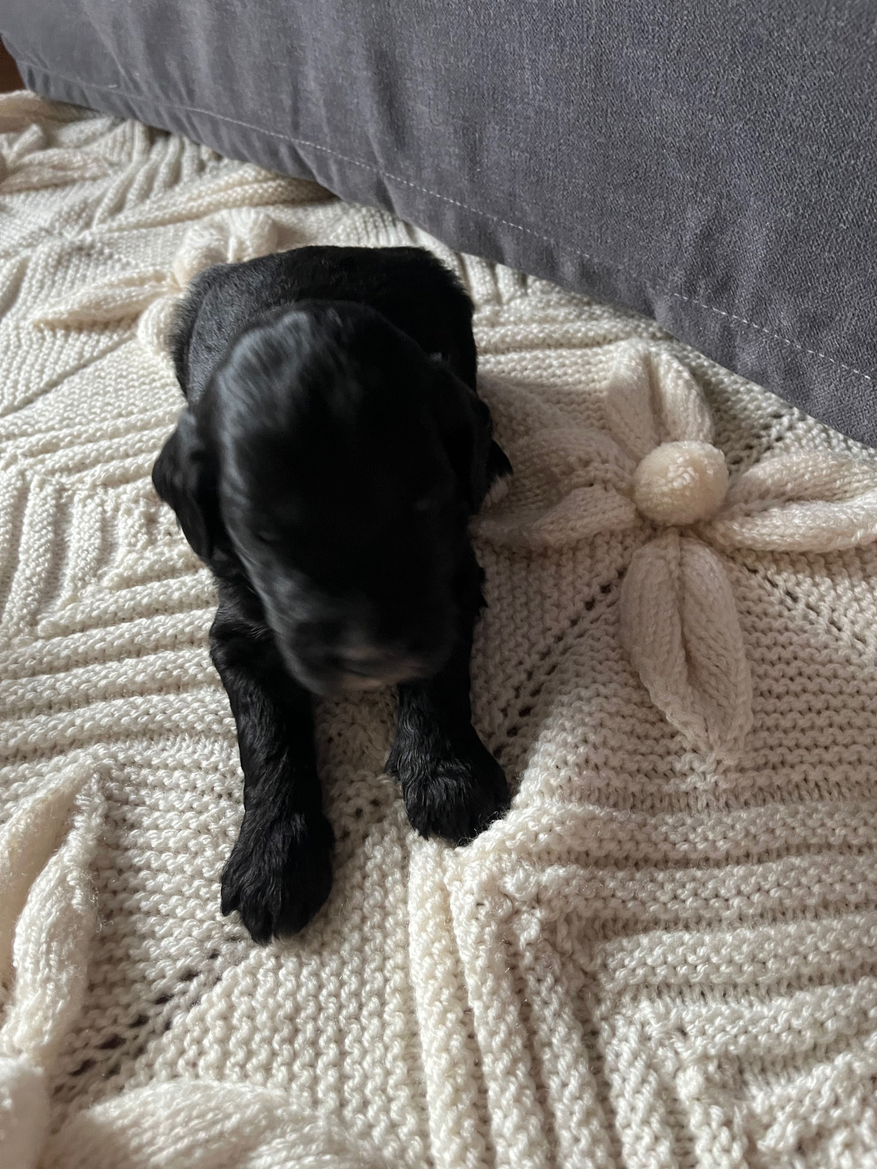 Labradoodle dziewczynka