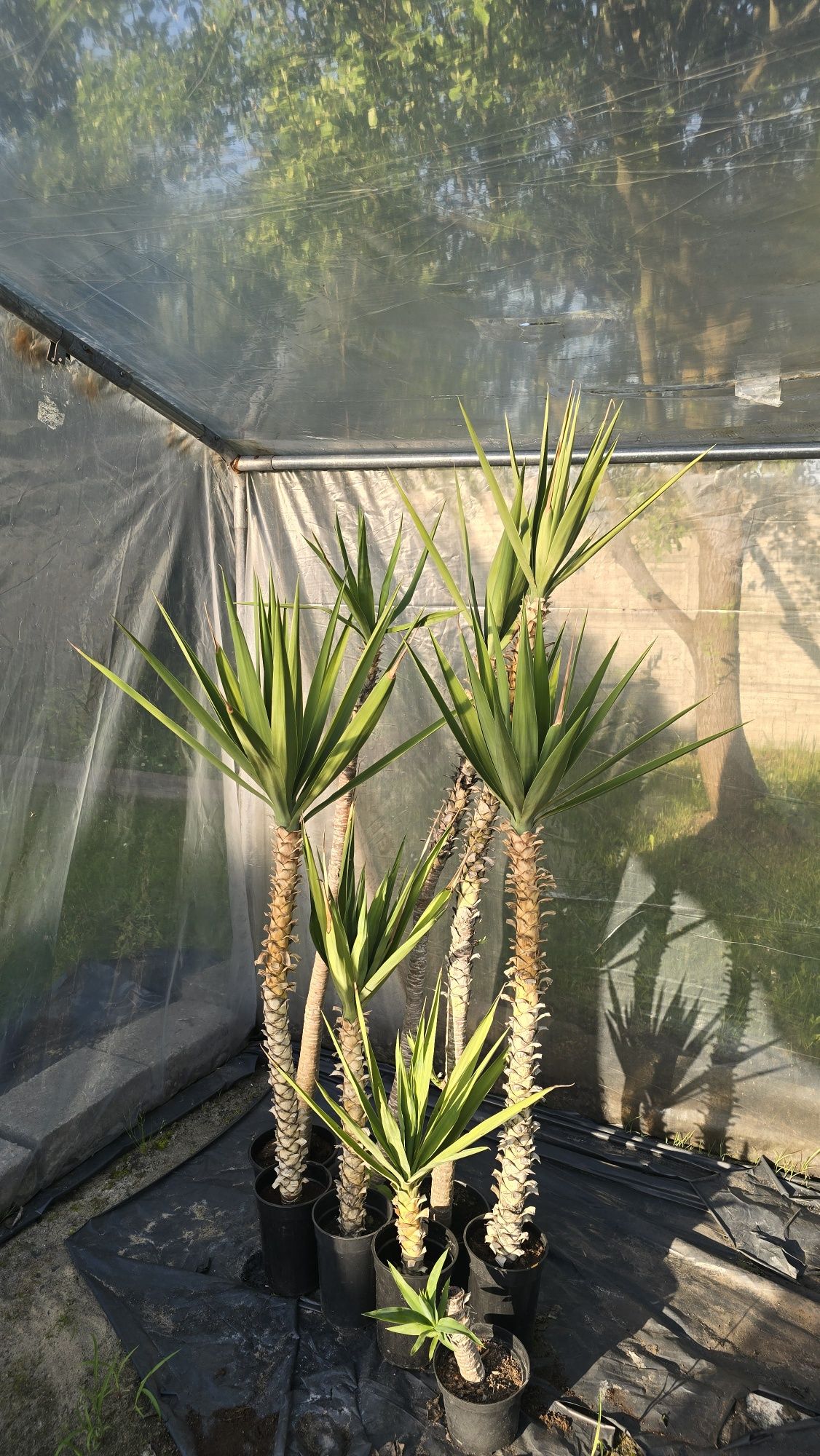 Juka yucca gwatemalska