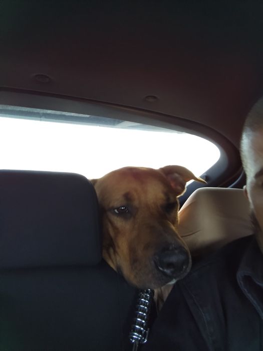 Este lindo menino é um pittbull cruzado com labradora tem 10 meses