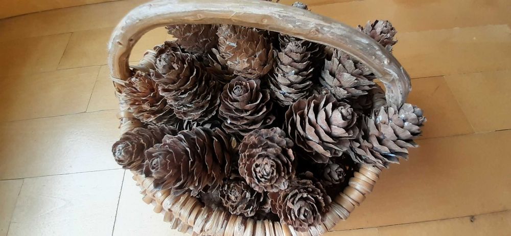 Szyszki modrzewiowe sprzedam