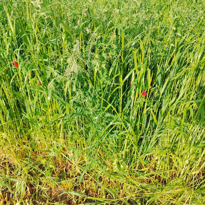 Mieszanka traw życica lucerna koniczyna trawa wysyłka