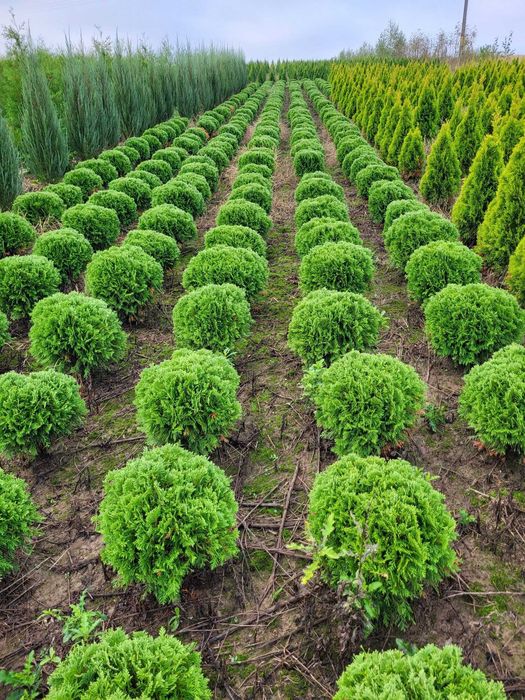 Tuja thuja Brabant 170-180cm ze szkółki transport