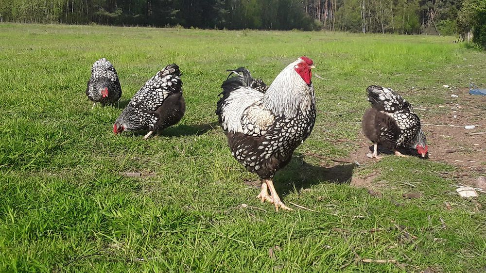 Wyandotte Srebrnołuskowane olbrzymia jaja wyandotta srebrnołuskowana