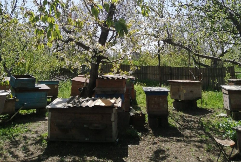 Пасіка ТЕРМІНОВО, вулик+бджолосімя+рамки з медом