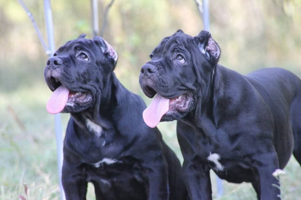 Кане корсо щенки