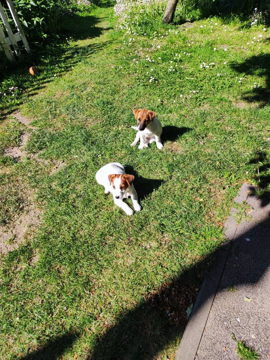 Jack Russell Terrier ZKwP FCI gładkowłosa suczka FIFI